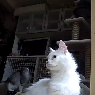 かなり気が弱いです。「トライアル決定！