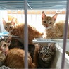 生後約3ヶ月★茶トラ男の子～兄妹猫⑤～ サムネイル4