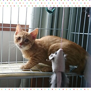 生後約3ヶ月★茶トラ男の子～兄妹猫⑤～