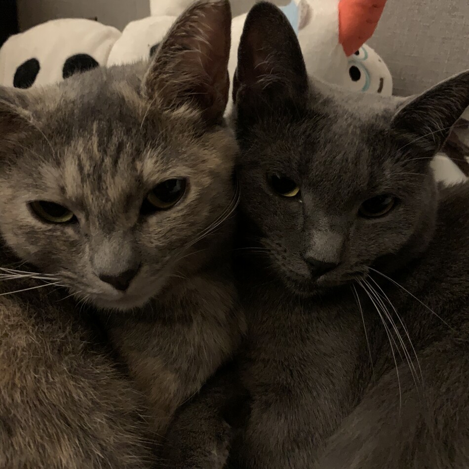 レオナのカバー写真