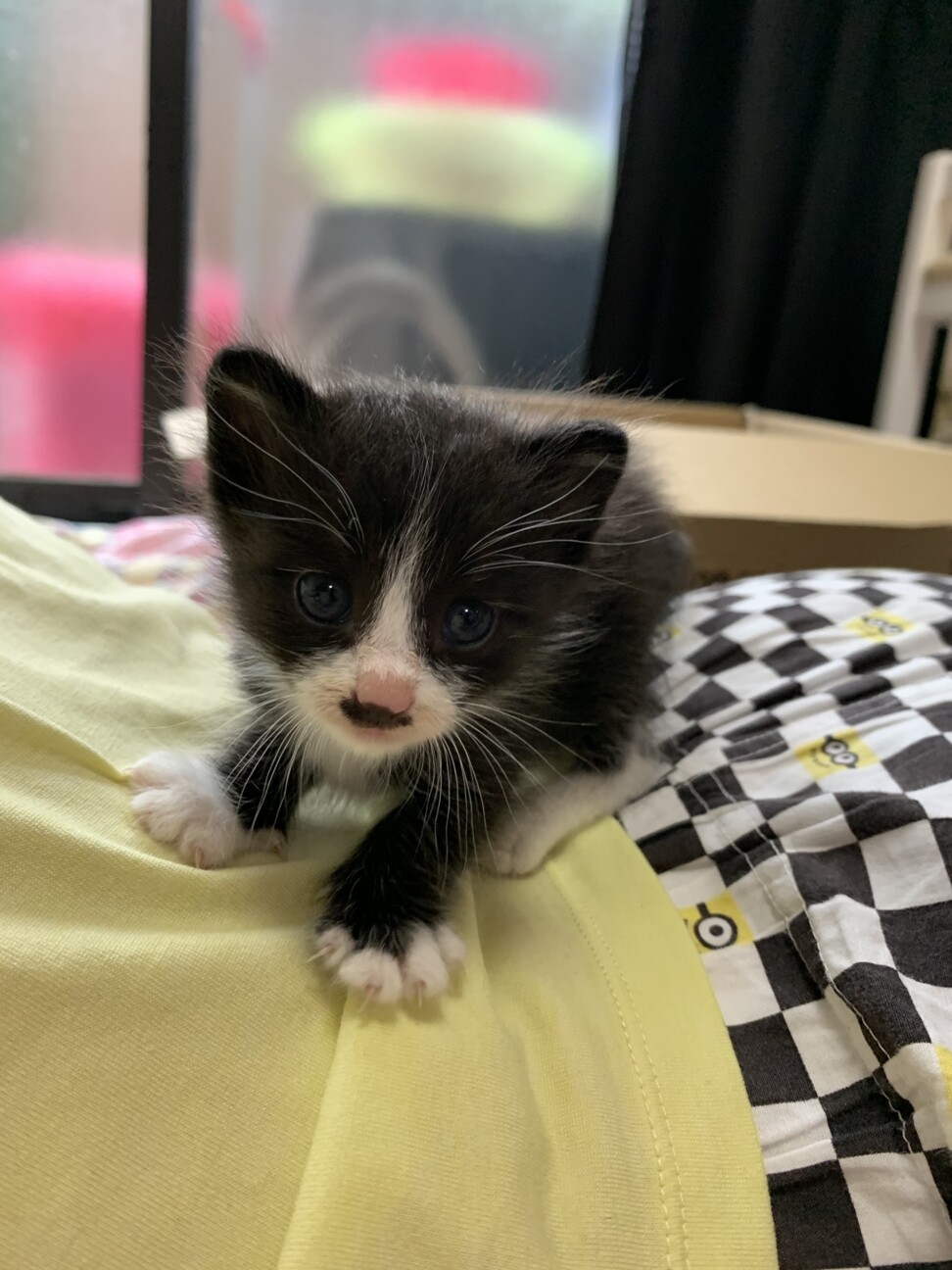 生後１ヶ月ならないぐらい 福岡県 猫の里親募集 ペットのおうち 月間利用者150万人