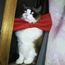 Gintaさんからの～～赤いリボンの日