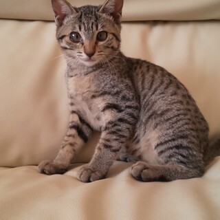 やんちゃで甘えん坊