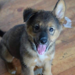 トイレトレーニング済み生後３ヶ月♂