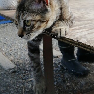 TNR現場の仔猫ちゃんに長い生涯と家族を