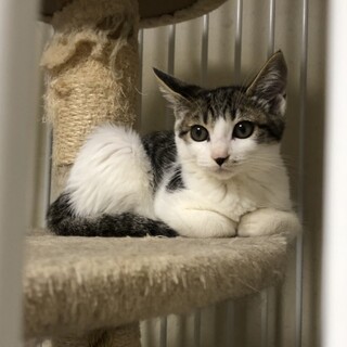 生後約3ヶ月キジシロ　スリゴロちゃん