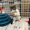 生後約3ヶ月キジシロ　スリゴロちゃん サムネイル3