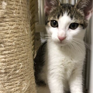 生後約3か月キジシロ美人さん