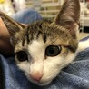 生後約3か月キジシロ美人さん サムネイル5