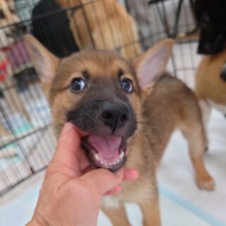 ♪遊び上手♪な『シン君』２ヶ月齢