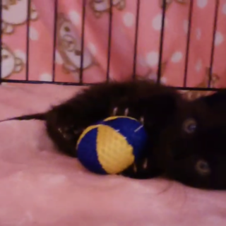 めちゃカワ！甘えん坊な黒猫オスニャン♂