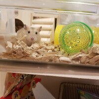 めんま