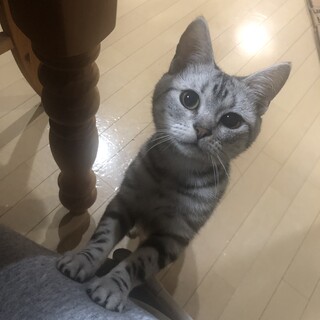 寂しがりやの人懐こい男子です。