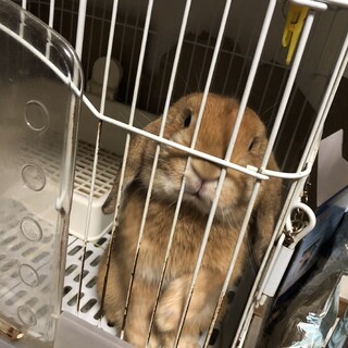 ♂ホーランドロップ♂里親さん募集