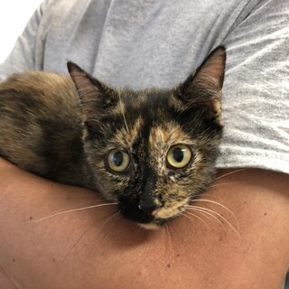 べっ甲色にグリーンの瞳の美猫ちゃんです♫