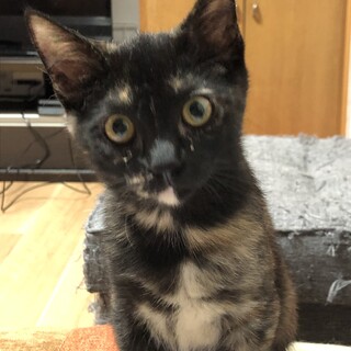 サビ猫サビりん