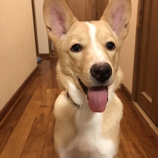 ヤンチャなももちゃん