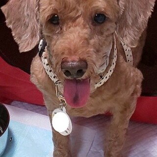 愛嬌いっぱい、甘えん坊のシニアプードルのタス