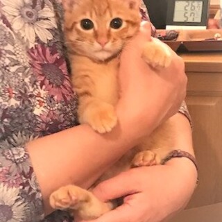 少しシャイな元気一杯生後2.5ヶ月男の子（ユタ君）