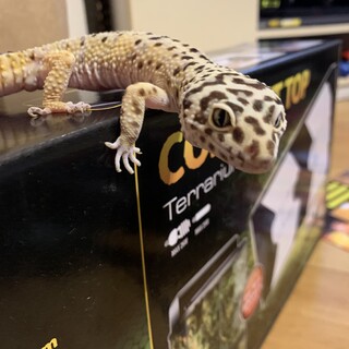 体格の良い恐らく男の子！です