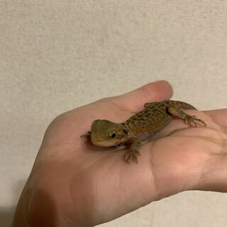 フトアゴの赤ちゃんです