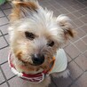 とても人懐こいヨーキーの翔くんにずっとの家族を サムネイル4