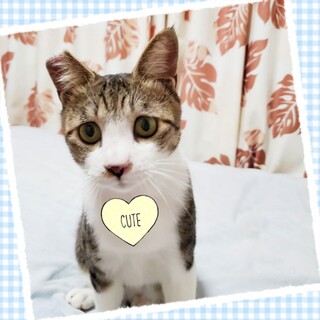 ★河川敷に捨てられカン太くん★人馴れ抜群