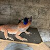 ドテチン05