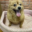 ポメラニアン　女の子　ぽっちゃりクレープちゃん