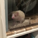 相談中 アルビノ ハリネズミ ♀ 1歳
