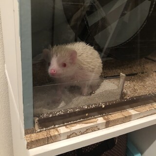 相談中 アルビノ ハリネズミ ♀ 1歳