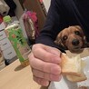 きたしょ