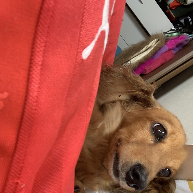 きたしょのカバー写真