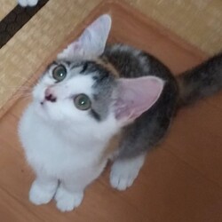 三重県桑名市１０月１１日(日）第１０８回リトルパウエイド猫の譲渡会