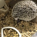 こちらの子は里親先が決まりました