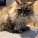 たぶんチンチラ猫の里親募集