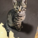 生後2ヶ月✩ 元気な仔猫！