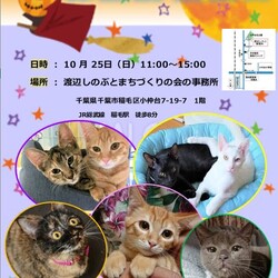 稲ねこ　保護猫譲渡会　開催です！