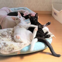 稲ねこ　保護猫譲渡会　開催です！ サムネイル3