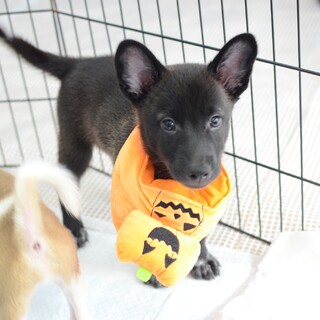 活発！甘えん坊！とにかくイケワンな『コウ君』