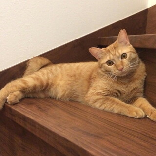 ナデナデ大好き甘えん坊の茶トラ女子 チャチャ♪