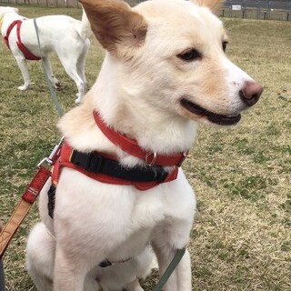 怖がりですが美犬のマッシュちゃん❣️