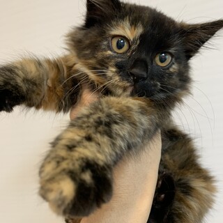 【小平市】募集一時停止アンプちゃん