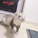 【一旦受付停止】おてんばなカナディアンフェレット