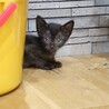 お目目が優しい黒猫ちゃん サムネイル3