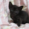 お目目が優しい黒猫ちゃん サムネイル4