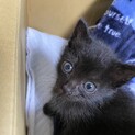 ２匹の真っ黒な猫ちゃんです！