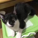 大至急