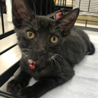 コーニッシュレックス風珍しい黒縞女子★ホビ