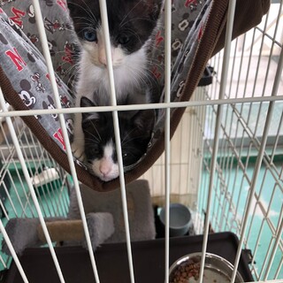 黒白姉妹子猫、1匹はオッドアイです♪
